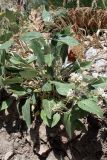 Phlomis sewerzowii
