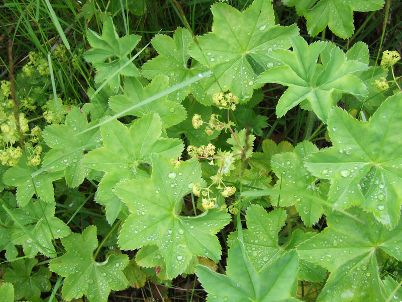 Изображение особи род Alchemilla.