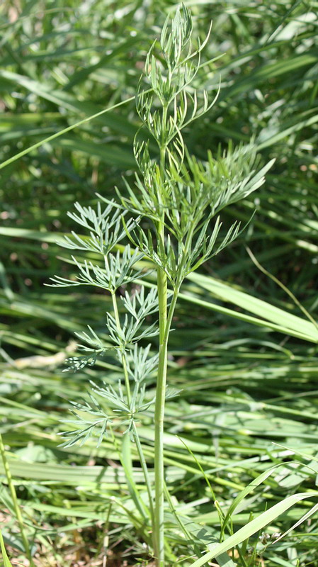 Image of Kadenia dubia specimen.