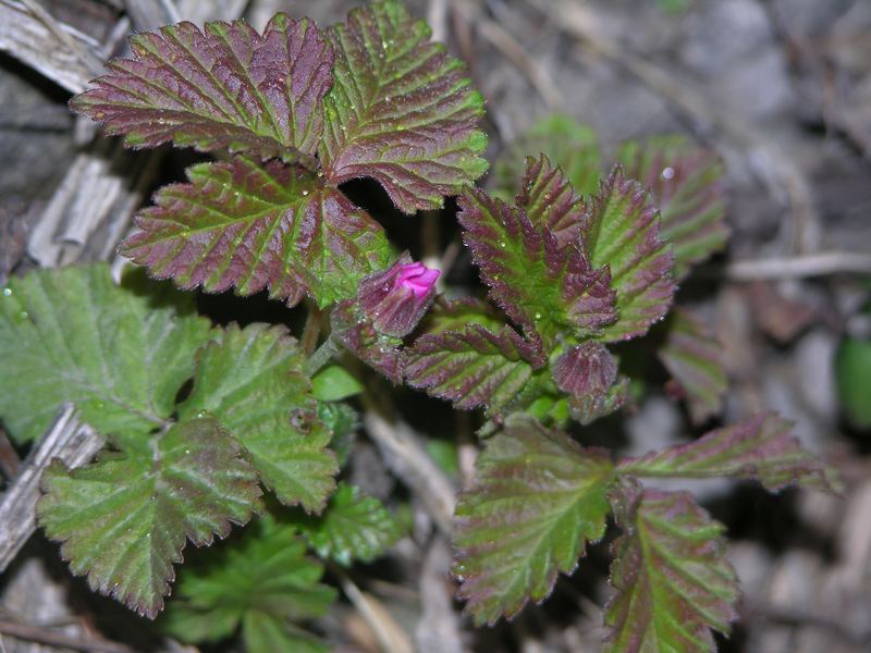 Image of Rubus arcticus specimen.