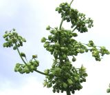 Rumex confertus