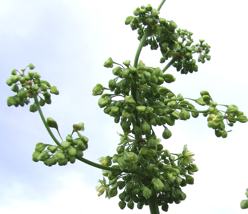 Image of Rumex confertus specimen.