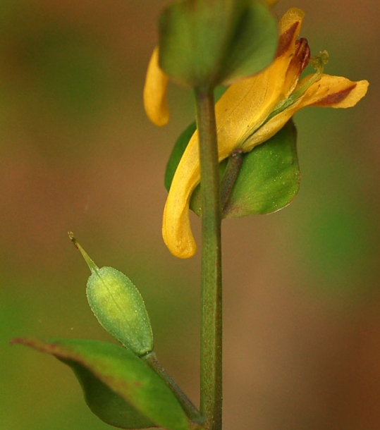 Изображение особи Corydalis ochotensis.