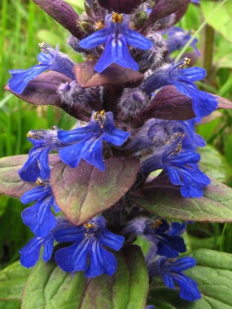 Image of Ajuga reptans specimen.