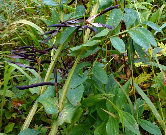 Изображение особи Lathyrus pisiformis.