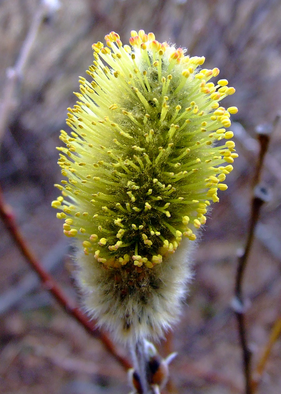 Image of Salix lanata specimen.