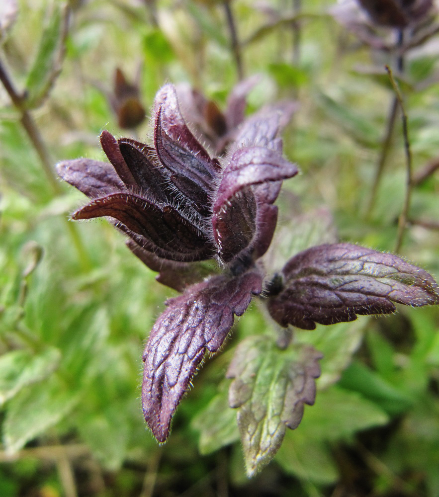 Image of Bartsia alpina specimen.