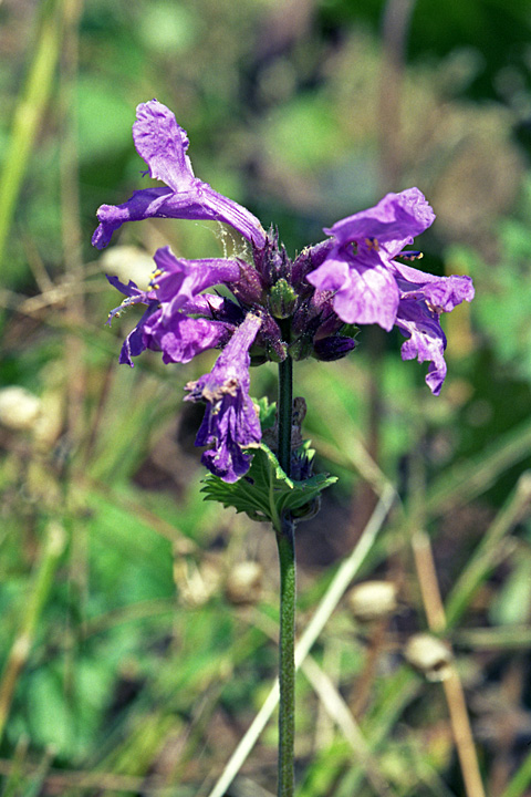 Image of Betonica macrantha specimen.