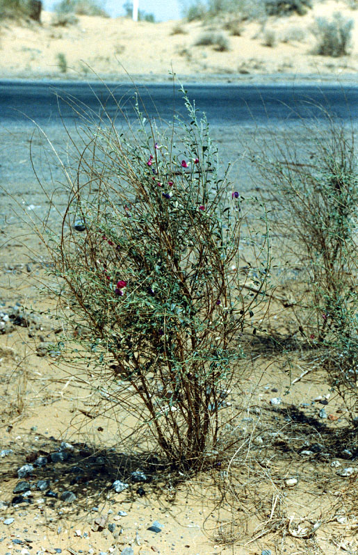 Image of Smirnowia turkestana specimen.