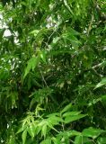 Acer negundo