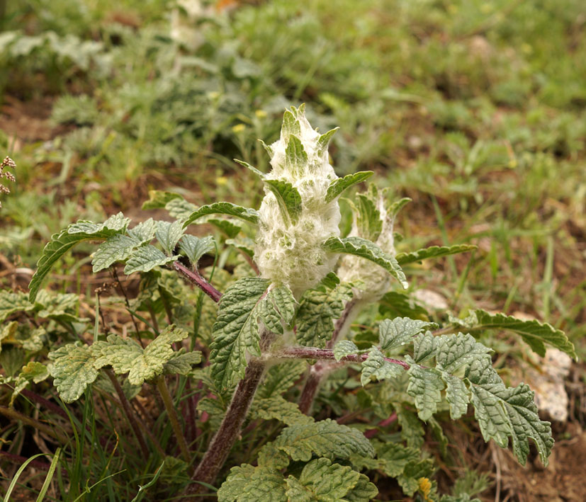 Изображение особи Phlomoides speciosa.