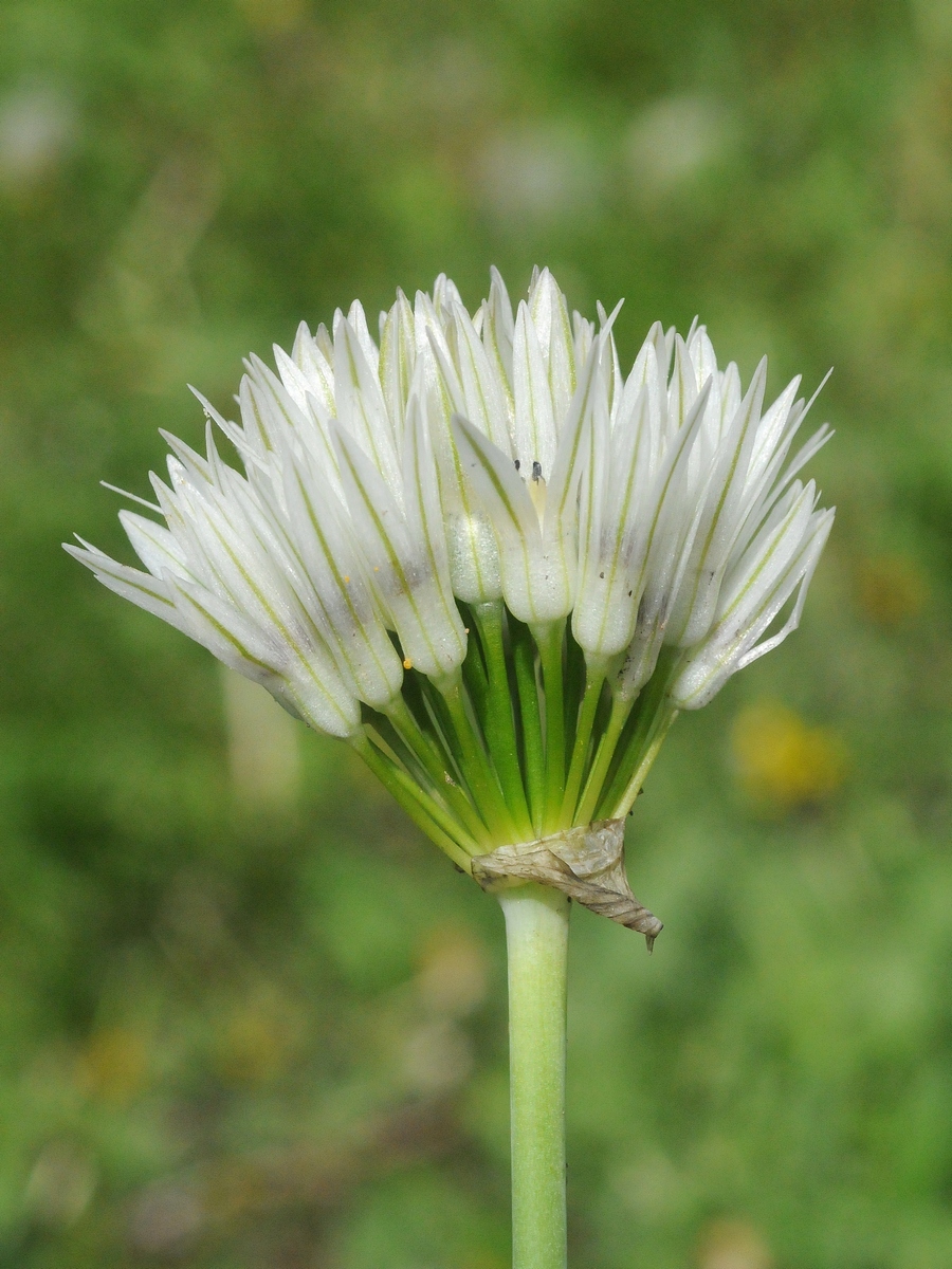 Изображение особи Allium darwasicum.