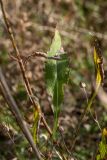 Cephalaria leucantha