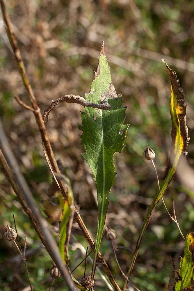 Image of Cephalaria leucantha specimen.