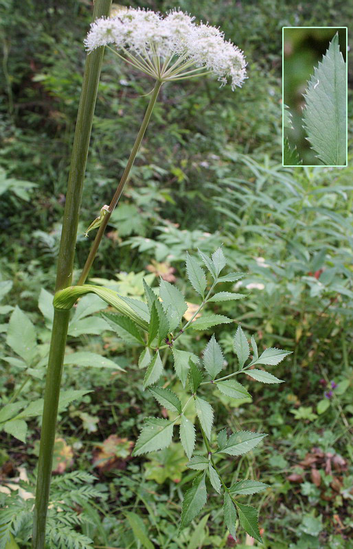 Изображение особи Angelica sylvestris.