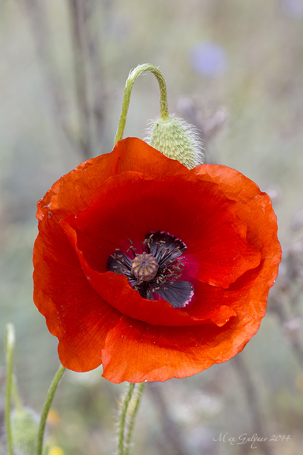 Изображение особи Papaver rhoeas.