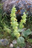 Eremostachys isochila