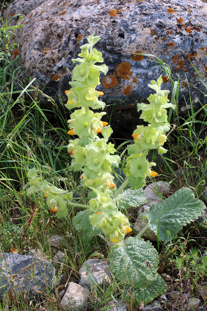 Image of Eremostachys isochila specimen.