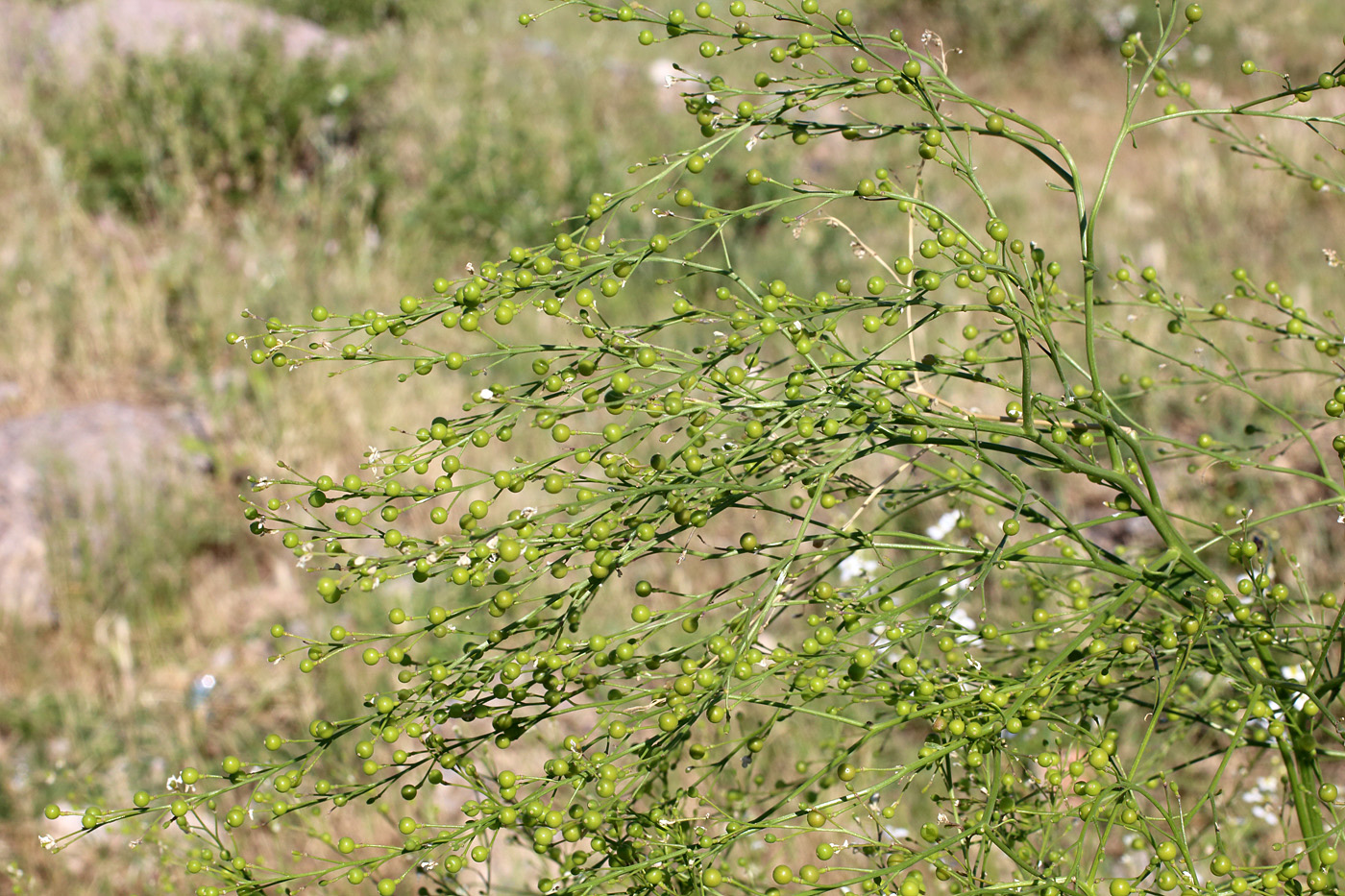 Изображение особи Crambe orientalis.