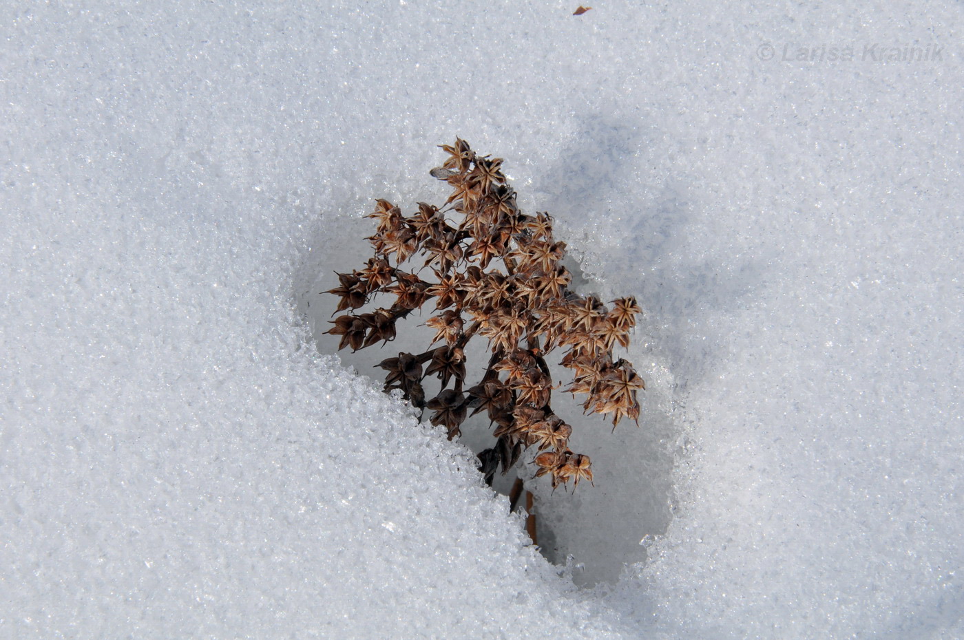 Image of Aizopsis aizoon specimen.