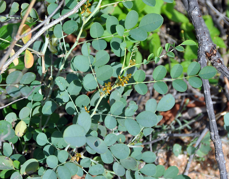 Изображение особи Indigofera coerulea.