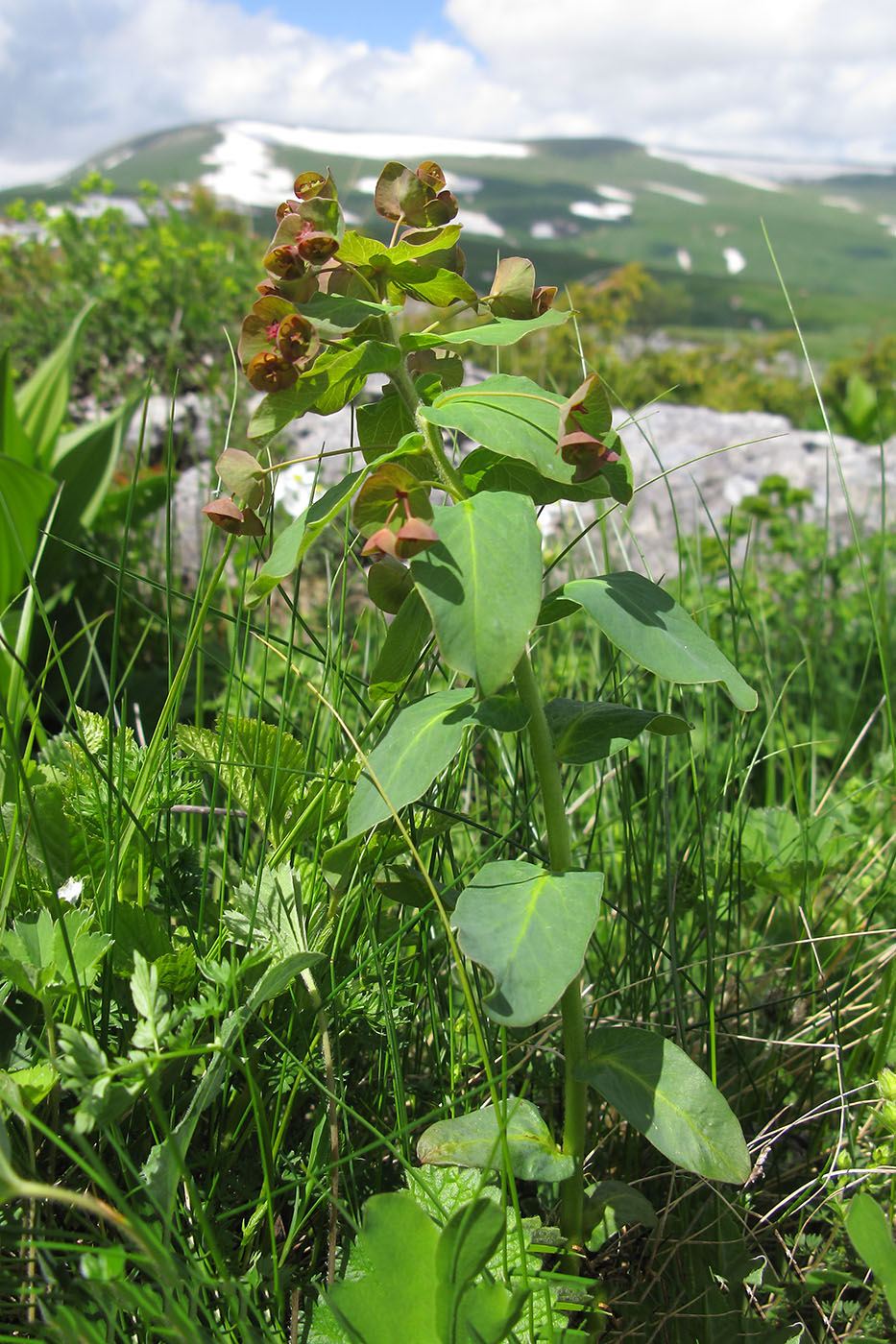 Изображение особи Euphorbia oblongifolia.