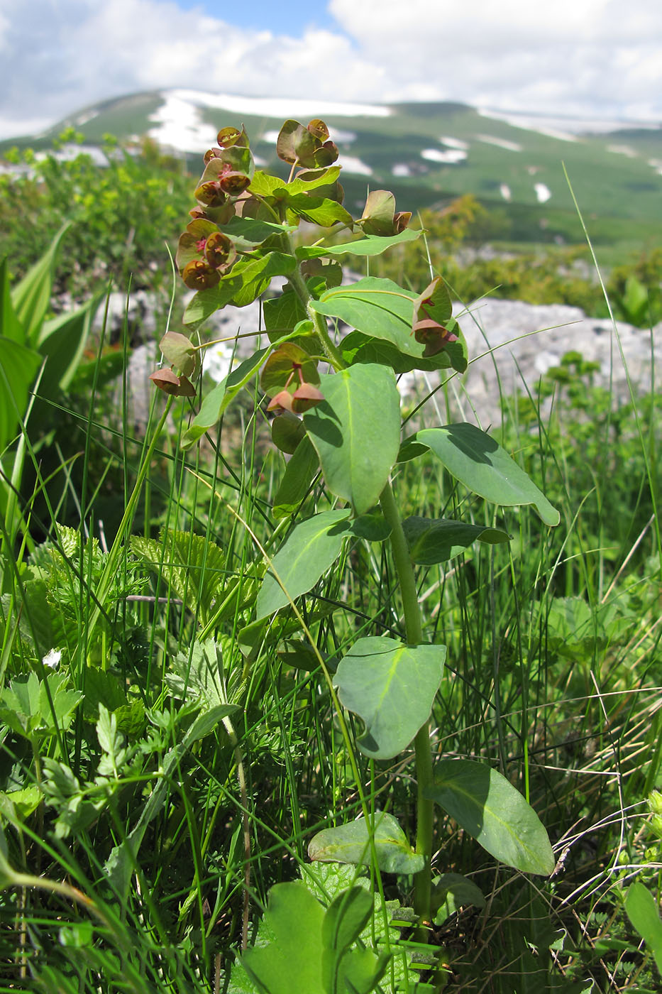 Image of Euphorbia oblongifolia specimen.