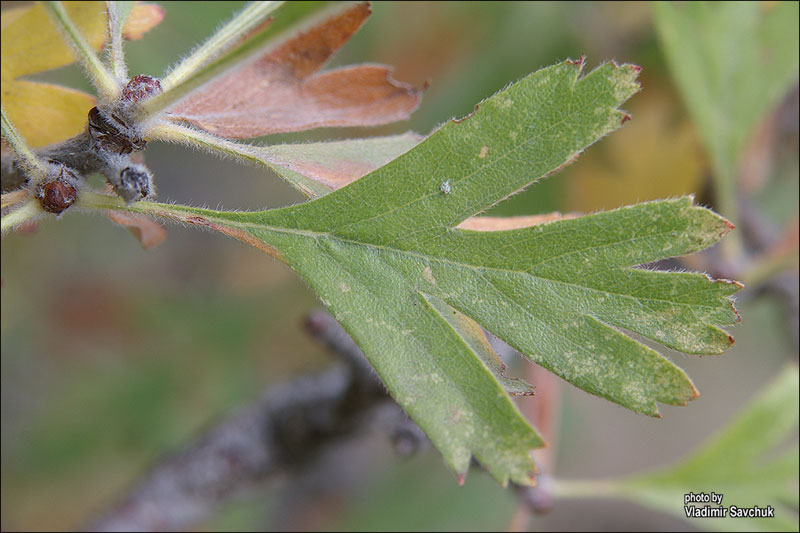 Image of Crataegus pojarkovae specimen.