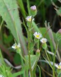 Erigeron acris. Верхушка цветущего растения. Иркутская обл., Иркутский р-н, окр. пос. Боково. 07.07.2014.