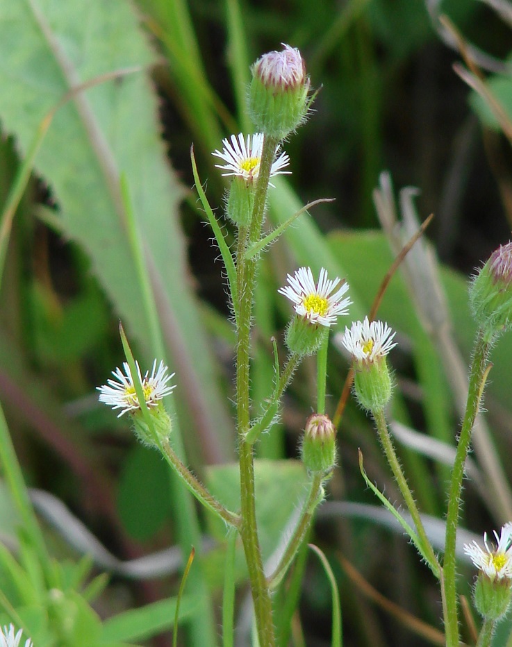 Изображение особи Erigeron acris.