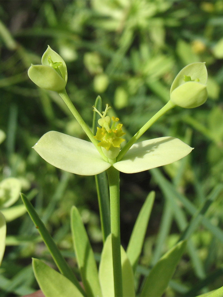 Изображение особи Euphorbia regis-jubae.