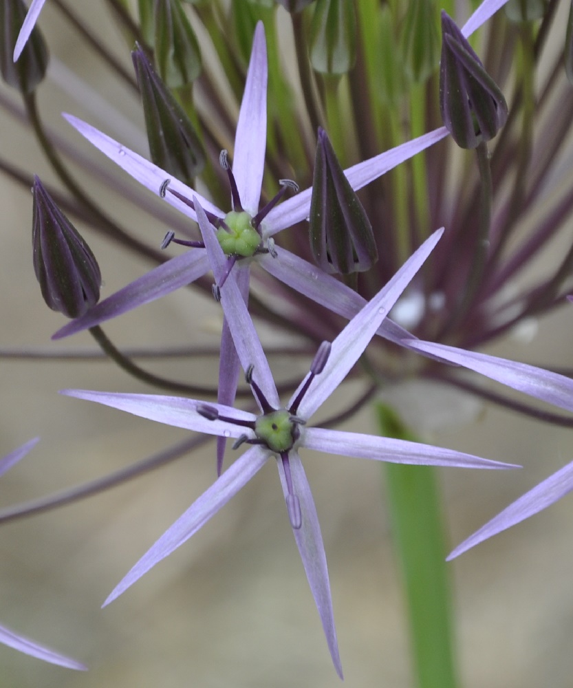 Image of Allium cristophii specimen.