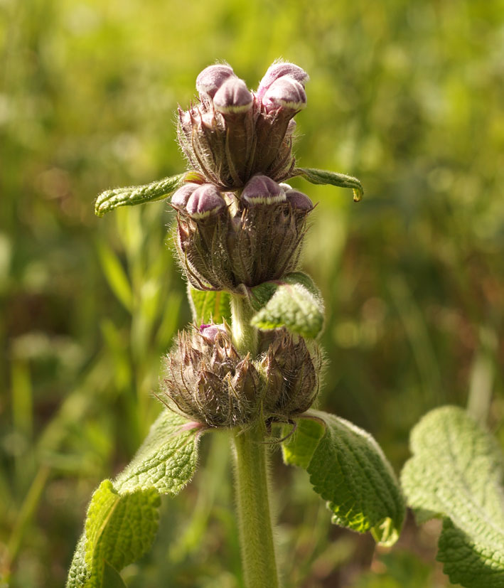 Image of Phlomoides oreophila specimen.