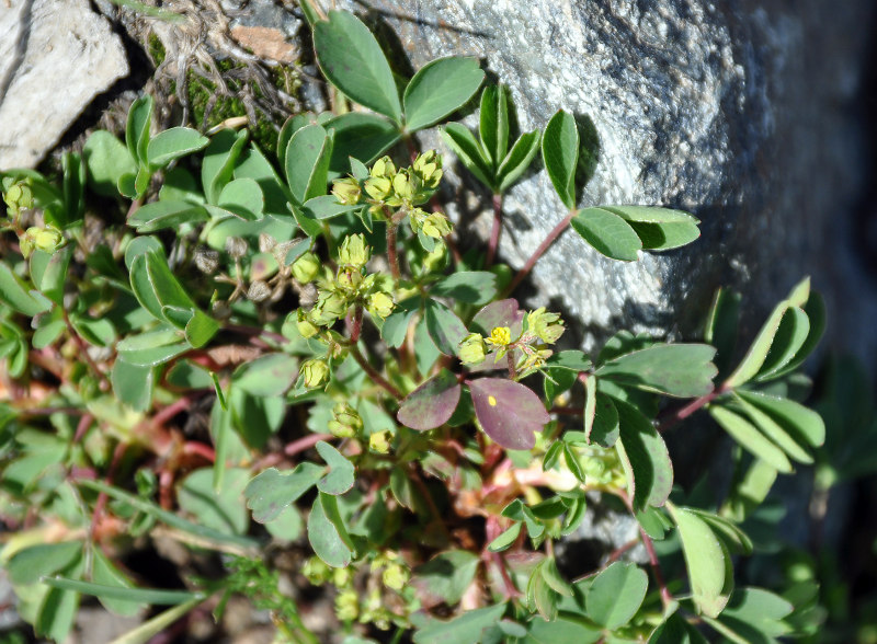 Image of Sibbaldia semiglabra specimen.