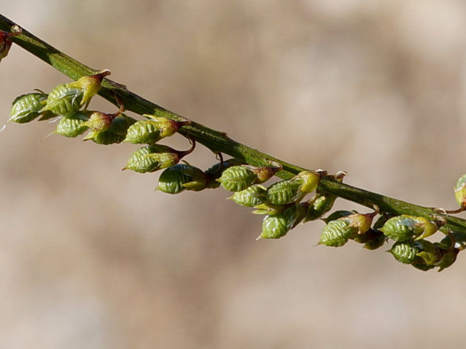 Изображение особи Melilotus officinalis.