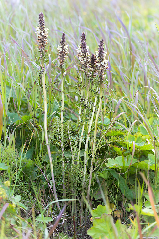 Изображение особи Pedicularis uralensis.