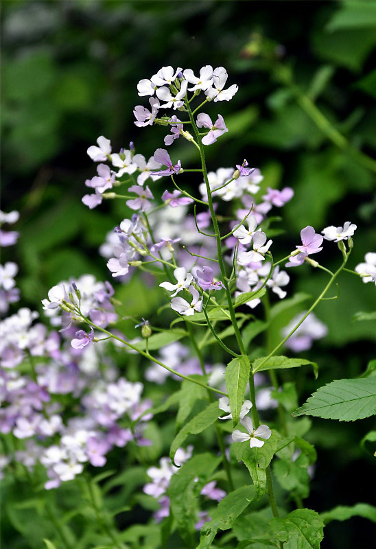 Изображение особи Hesperis matronalis.