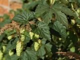 Humulus lupulus. Верхушка побега с соплодиями. Калужская обл., ст. Думиничи, пустырь у железной дороги. 26.08.2009.