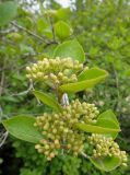 Viburnum burejaeticum. Соцветия в бутонах. Иркутск, Ботанический сад ИГУ. 23.05.2014.