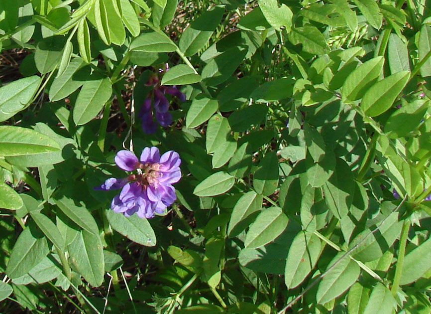 Изображение особи Vicia amoena.