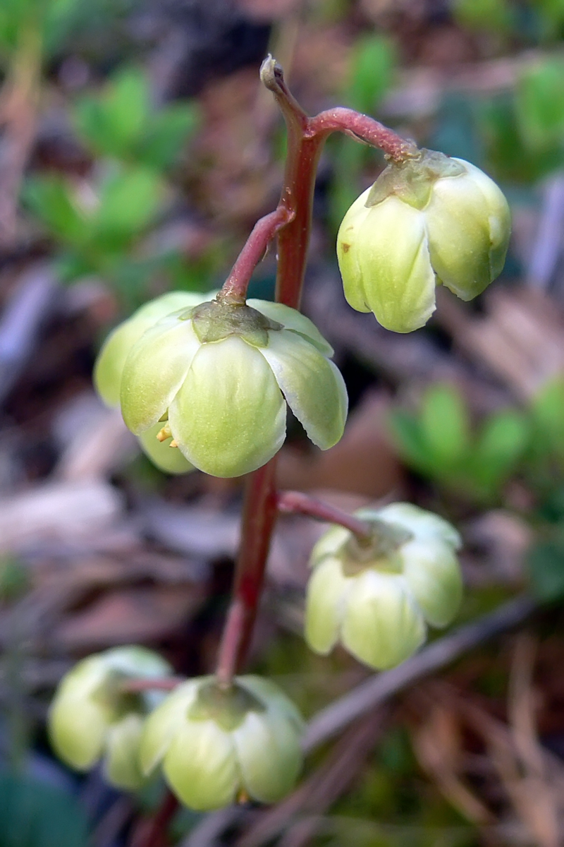 Изображение особи Pyrola chlorantha.