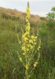 Verbascum phlomoides