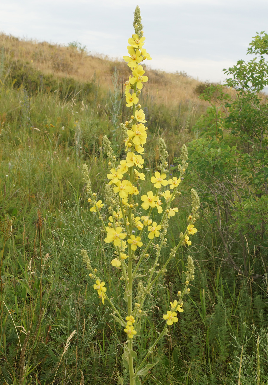 Изображение особи Verbascum phlomoides.