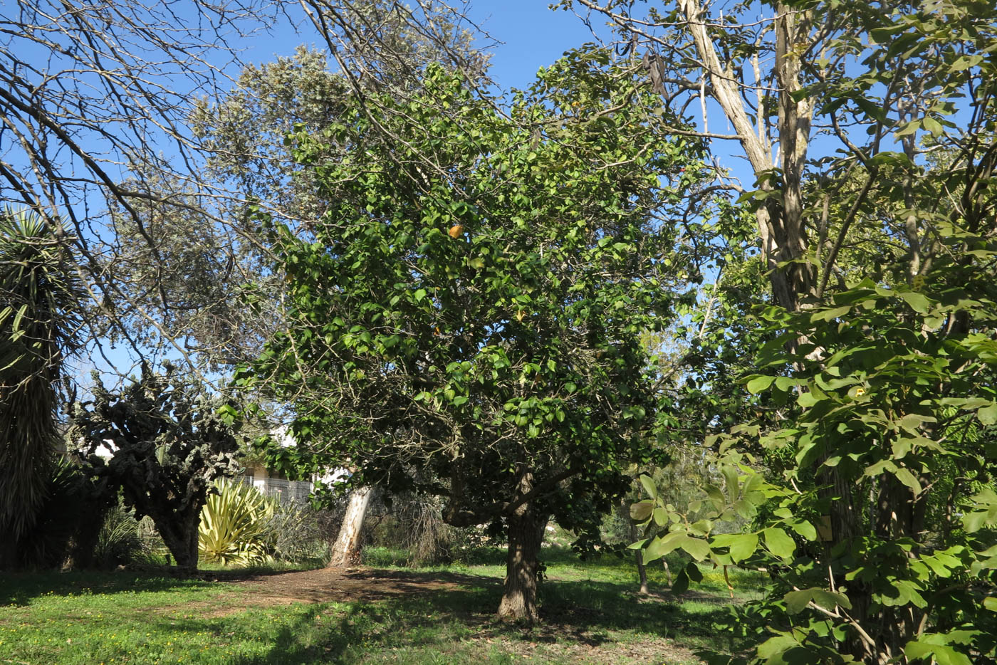 Image of Hibiscus elatus specimen.