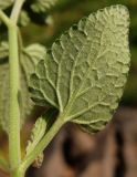 Nepeta mussinii