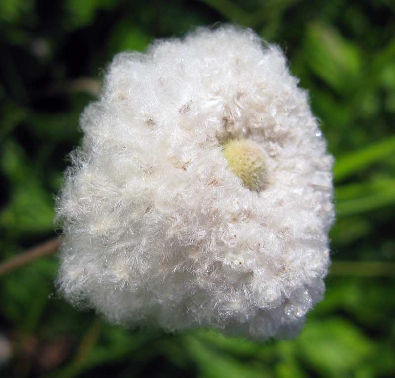 Image of Anemone sylvestris specimen.