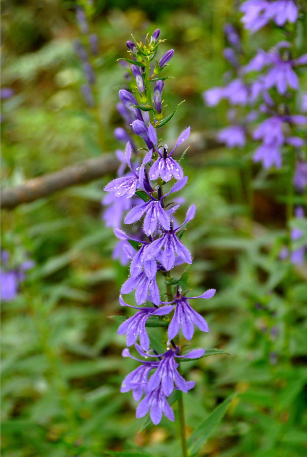 Изображение особи Lobelia sessilifolia.