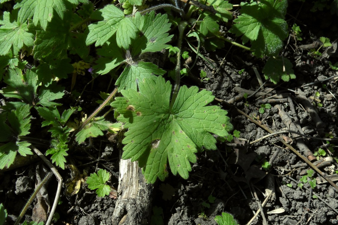 Изображение особи Ranunculus constantinopolitanus.