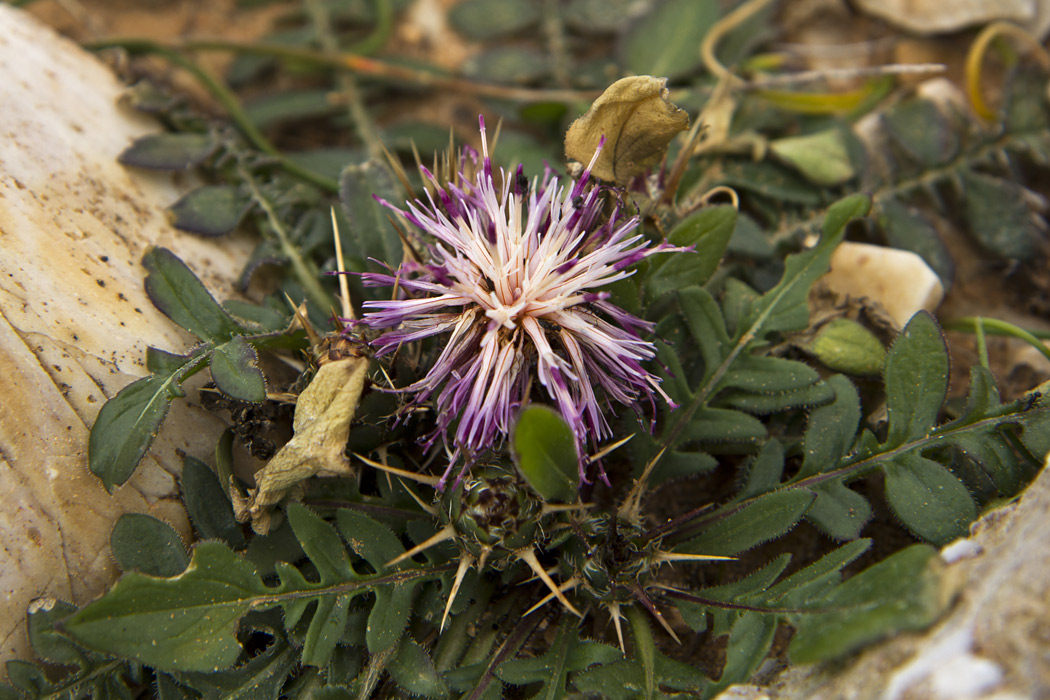 Изображение особи Centaurea raphanina ssp. mixta.