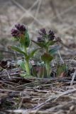 Pulmonaria mollis